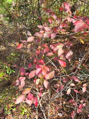 Vaccinium fuscatum
