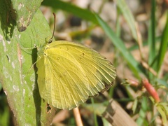 Eurema hecabe