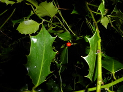 Ilex aquifolium