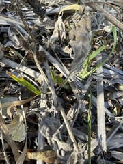 Washingtonia filifera