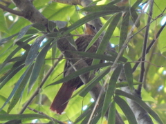 Cichlocolaptes leucophrus