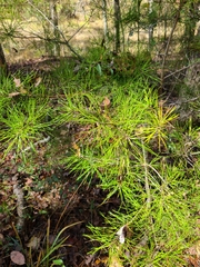 Pinus glabra