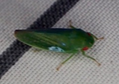 Gyponana