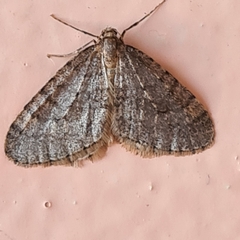 Operophtera brumata