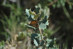 Coenonympha dorus