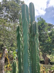 Cereus jamacaru