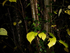 Tilia platyphyllos