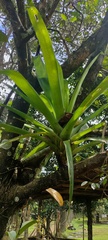 Tillandsioideae