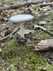 Amanita bisporigera