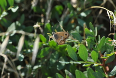 Coenonympha dorus