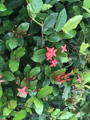 Ixora coccinea