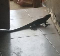 Iguanidae
