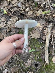 Amanita bisporigera