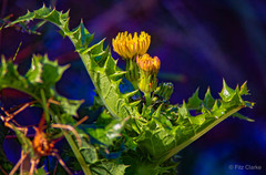 Sonchus asper