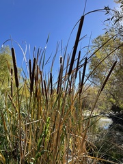 Typha domingensis