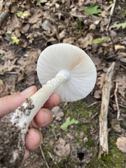 Amanita bisporigera