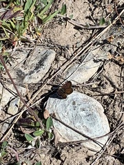Lycaena