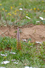 Lachenalia mutabilis