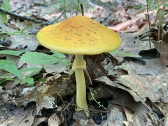 Amanita flavoconia
