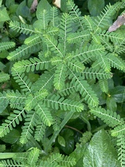 Phyllanthus amarus