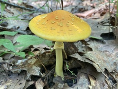 Amanita flavoconia