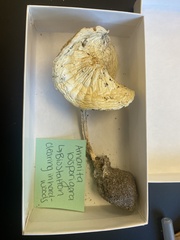 Amanita bisporigera