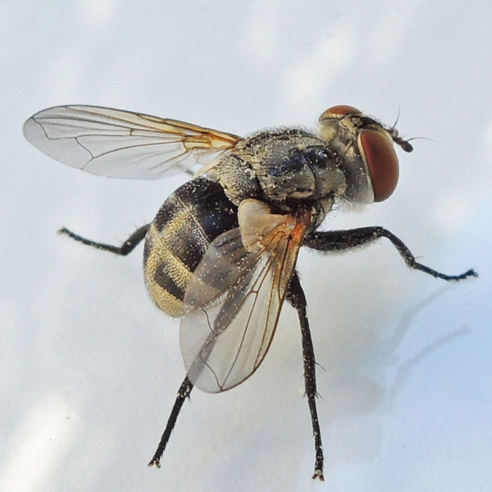 Gymnoclytia occidua