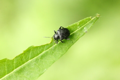 Bromius obscurus