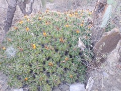 Ferocactus robustus