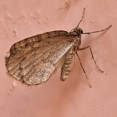 Operophtera