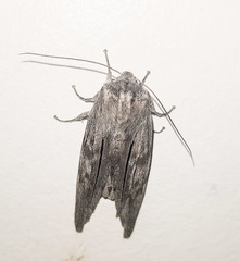 Capusa cuculloides