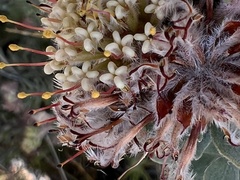 Leucospermum wittebergense