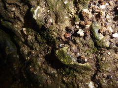 Dicranopalpus larvatus