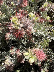 Leucospermum wittebergense