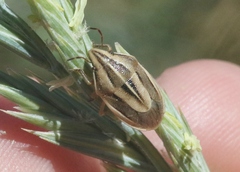 Aelia americana