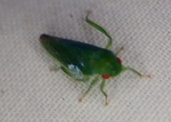 Gyponana