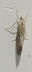 Evergestis isatidalis