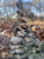 Trichaptum subchartaceum