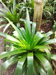 Bromeliaceae