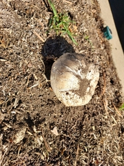 Agaricus bitorquis