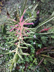 Bromeliaceae