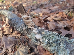 Trichaptum subchartaceum