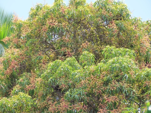 Mangifera indica