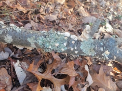 Trichaptum subchartaceum