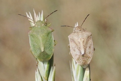 Thyanta custator accerra