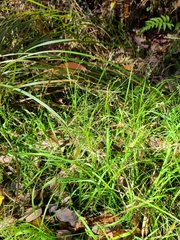 Agrostis perennans