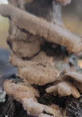 Trichaptum subchartaceum