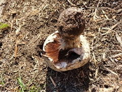 Agaricus bitorquis