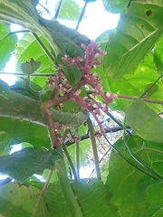 Urera baccifera
