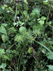 Cyperus odoratus image